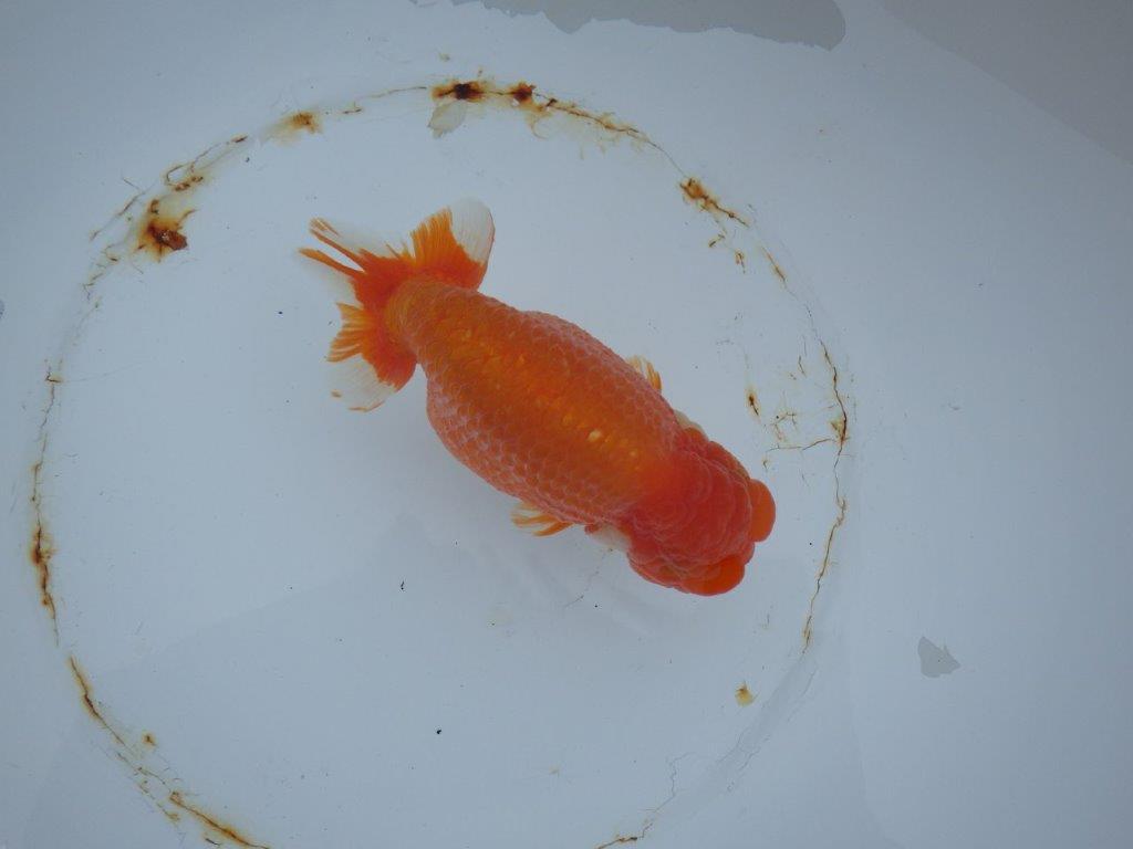 【 志摩紅鱗会 二歳魚の部】 東前頭一 入賞魚 約15,5㎝  オス?