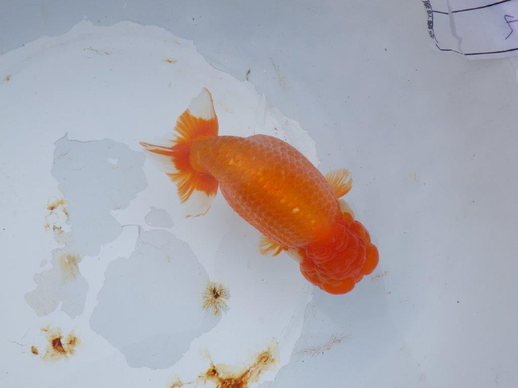 【 志摩紅鱗会 二歳魚の部】 東前頭一 入賞魚 約15,5㎝  オス?