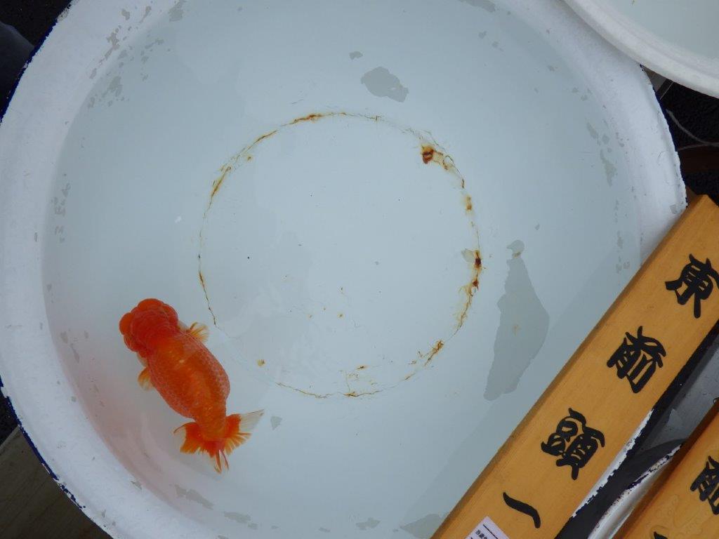 【 志摩紅鱗会 二歳魚の部】 東前頭一 入賞魚 約15,5㎝  オス?