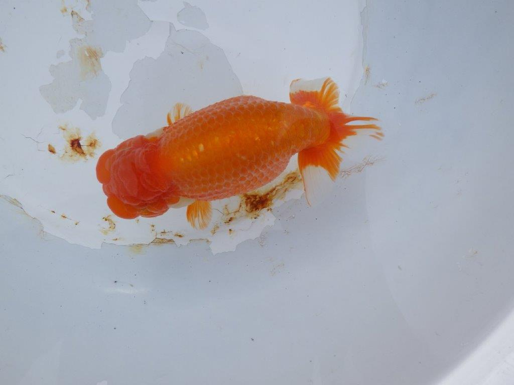 【 志摩紅鱗会 二歳魚の部】 東前頭一 入賞魚 約15,5㎝  オス?