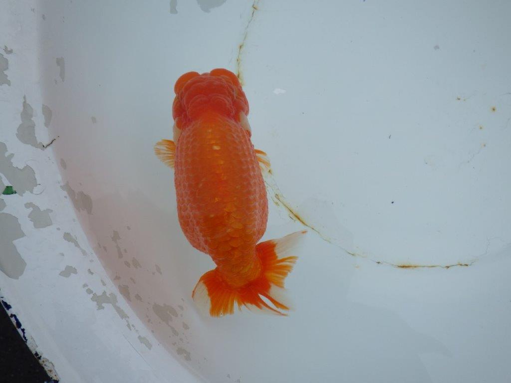 【 志摩紅鱗会 二歳魚の部】 東前頭一 入賞魚 約15,5㎝  オス?