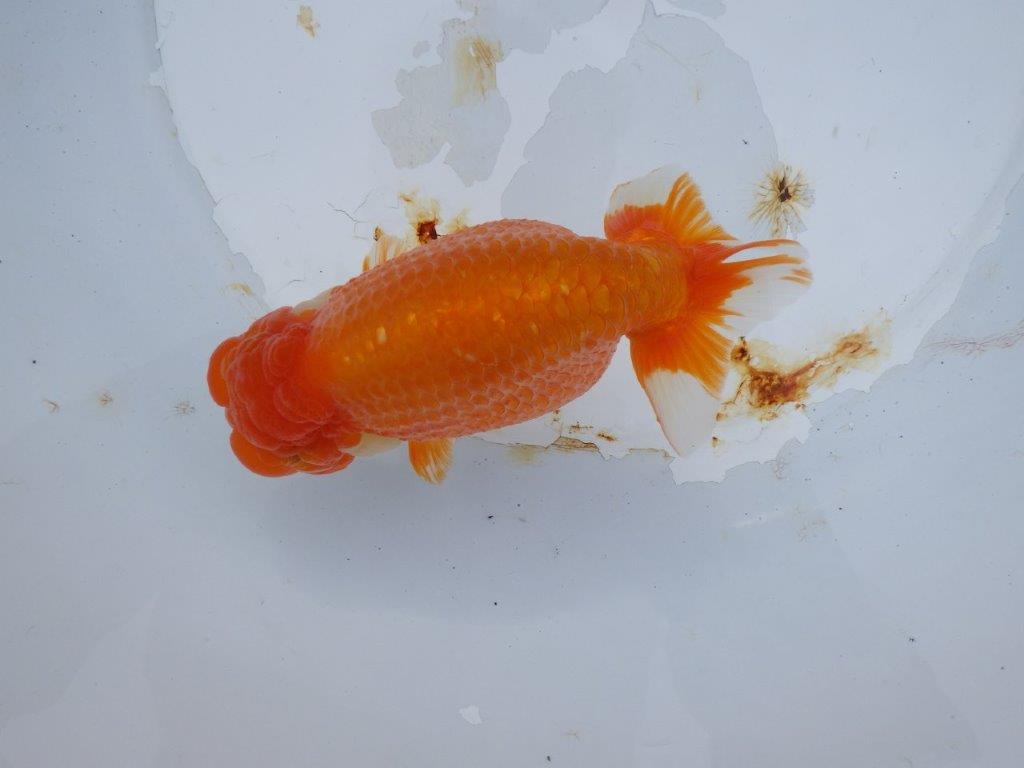 【 志摩紅鱗会 二歳魚の部】 東前頭一 入賞魚 約15,5㎝  オス?