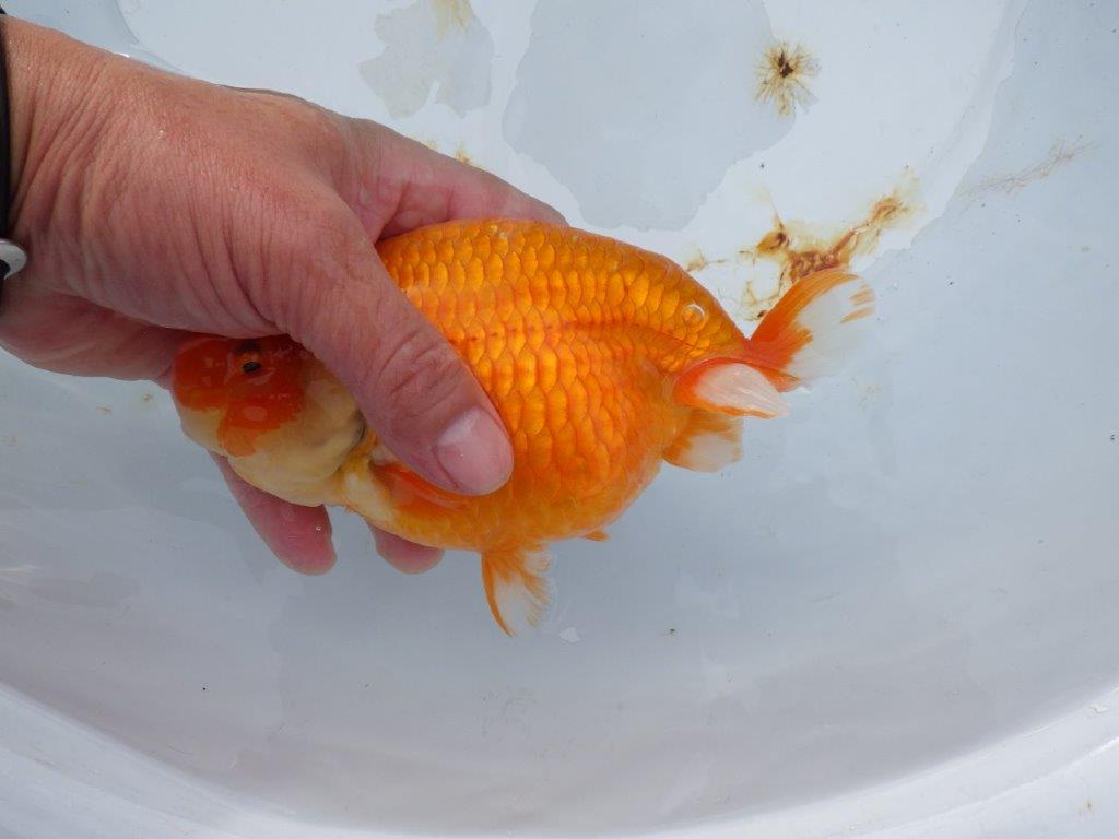 【 志摩紅鱗会 二歳魚の部】 東前頭一 入賞魚 約15,5㎝  オス?