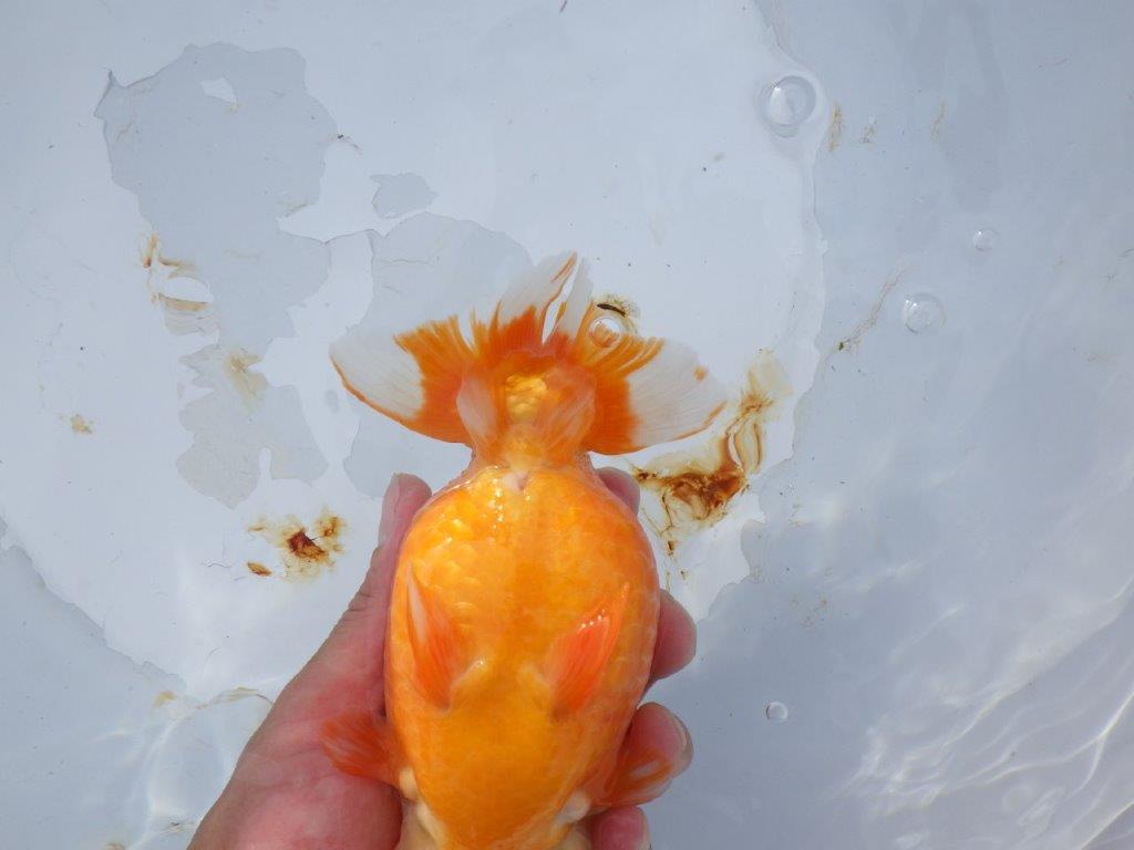 【 志摩紅鱗会 二歳魚の部】 東前頭一 入賞魚 約15,5㎝  オス?