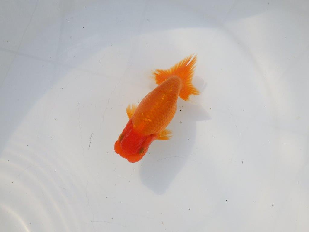 【 志摩紅鱗会所属ブリーダーN.M様 当歳らんちゅう】尾型が良く背も◎ 約12㎝ オス?