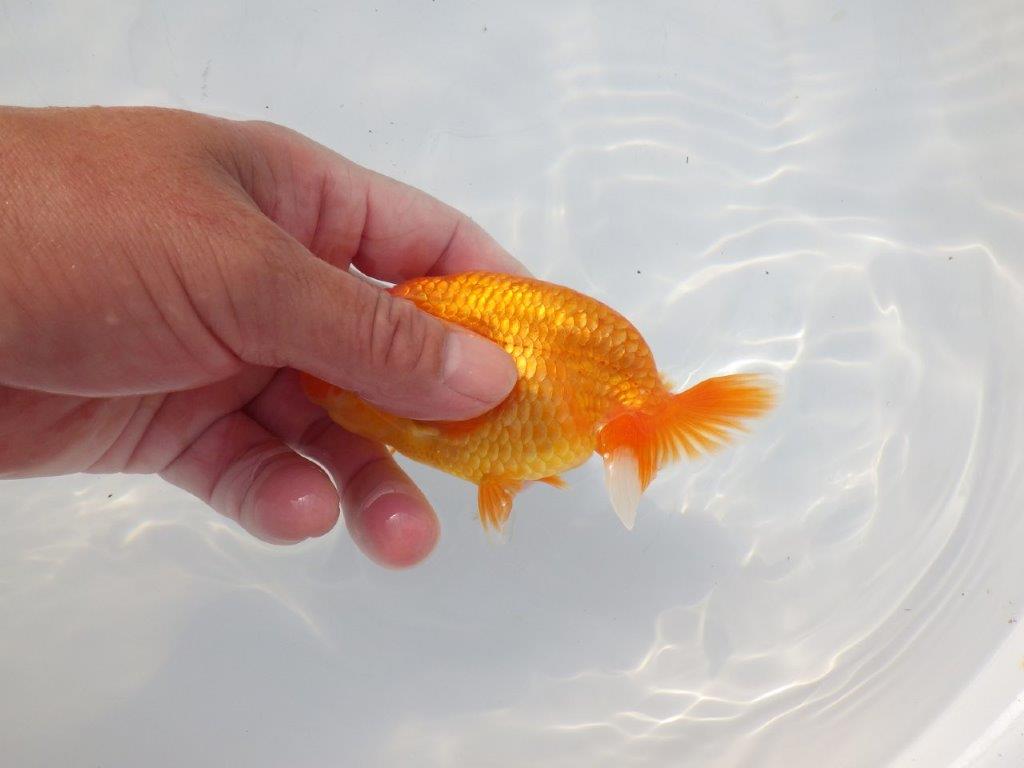 【 志摩紅鱗会所属ブリーダーN.M様 当歳らんちゅう】尾型が良く背も◎ 約12㎝ オス?