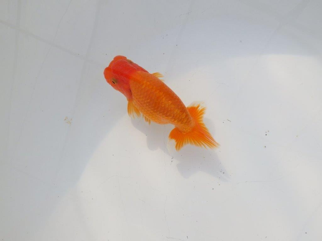 【 志摩紅鱗会所属ブリーダーＮ．Ｍ様　当歳らんちゅう】尾型が良く背も◎　約12㎝  オス？の上身