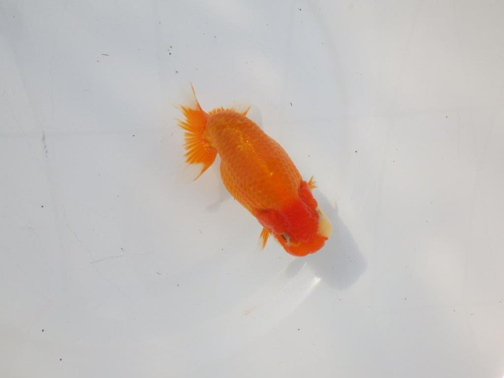 【 志摩紅鱗会所属ブリーダーN.M様 当歳らんちゅう】上見が映える!! 約13㎝  オス?