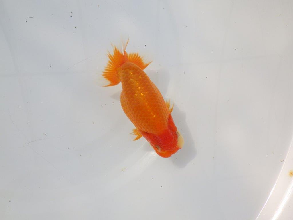 【 志摩紅鱗会所属ブリーダーN.M様 当歳らんちゅう】上見が映える!! 約13㎝  オス?