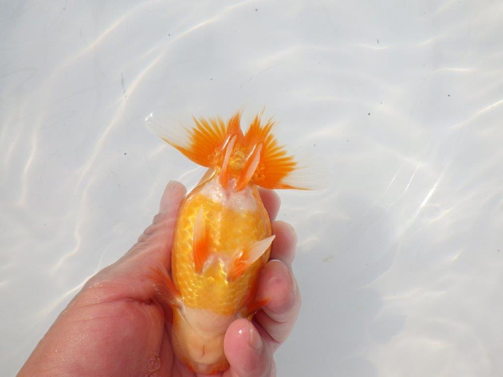 【 志摩紅鱗会所属ブリーダーN.M様 当歳らんちゅう】上見が映える!! 約13㎝  オス?