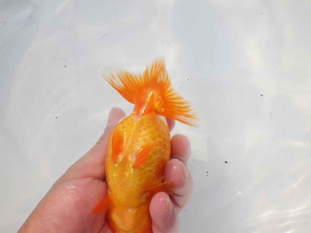 【 志摩紅鱗会所属ブリーダーN.M様 当歳らんちゅう】上見がお勧め! 約14㎝  オス?