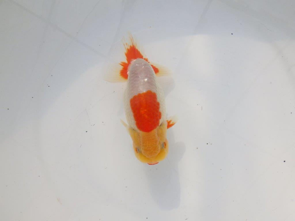 【 志摩紅鱗会所属ブリーダーN.M様 当歳らんちゅう】柄、背なりが綺麗!! 約14,5㎝  オス?