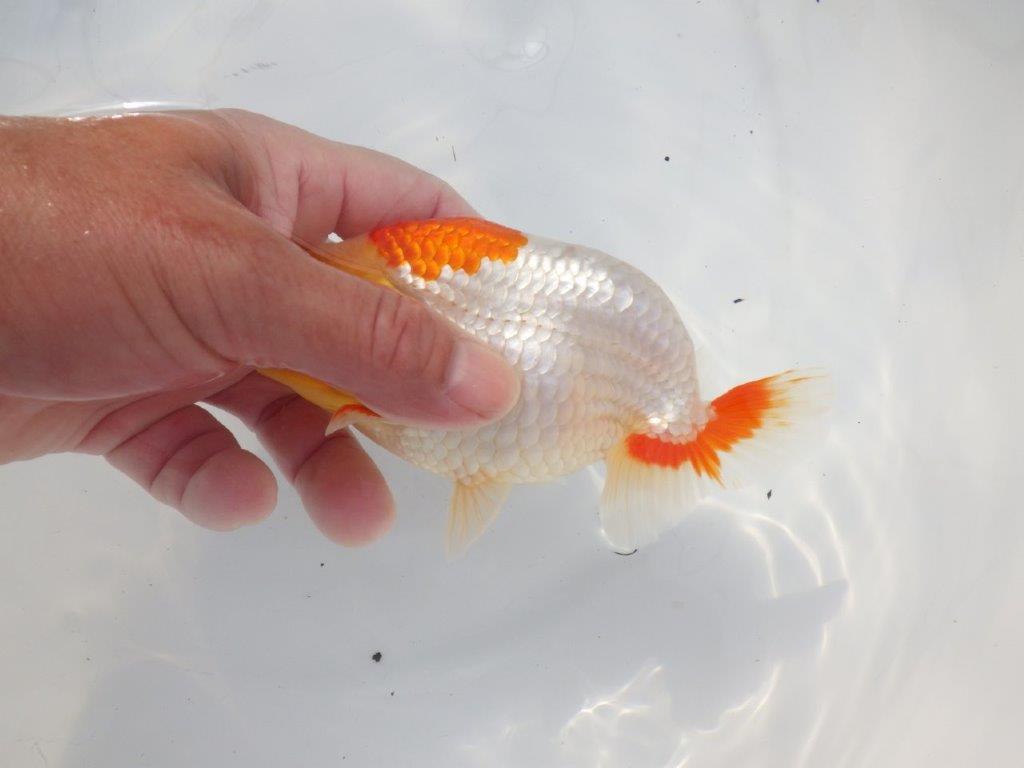 【 志摩紅鱗会所属ブリーダーN.M様 当歳らんちゅう】柄、背なりが綺麗!! 約14,5㎝  オス?