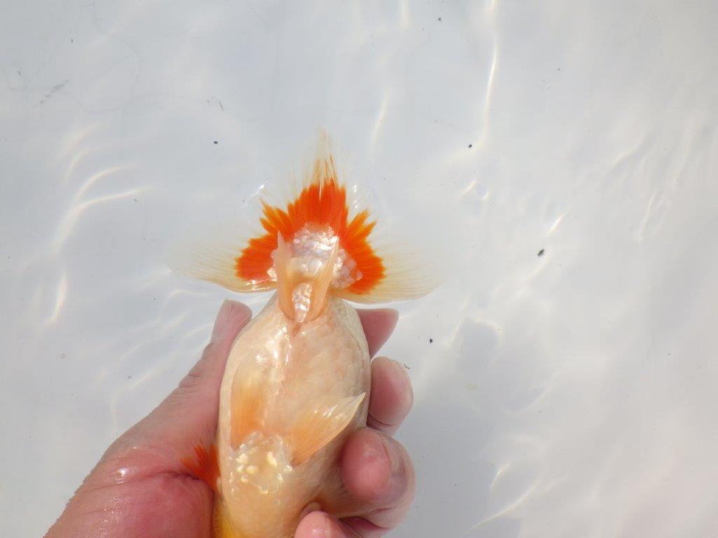 【 志摩紅鱗会所属ブリーダーN.M様 当歳らんちゅう】柄、背なりが綺麗!! 約14,5㎝  オス?