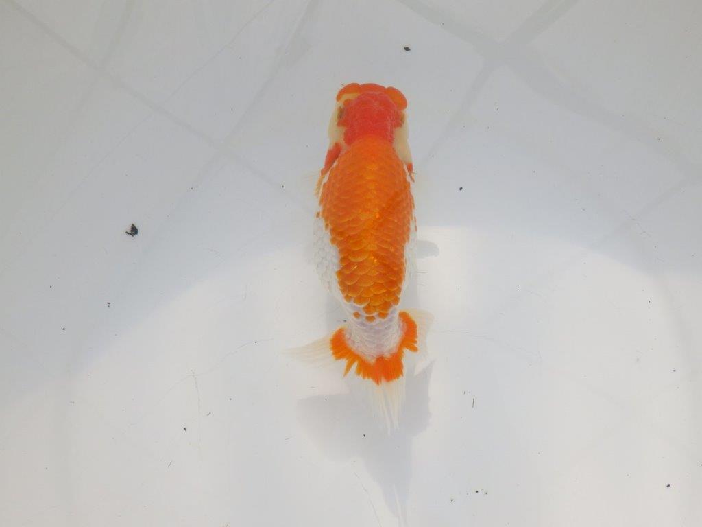 【 志摩紅鱗会所属ブリーダーN.M様 当歳らんちゅう】迫力あり! 約14,5㎝  メス?