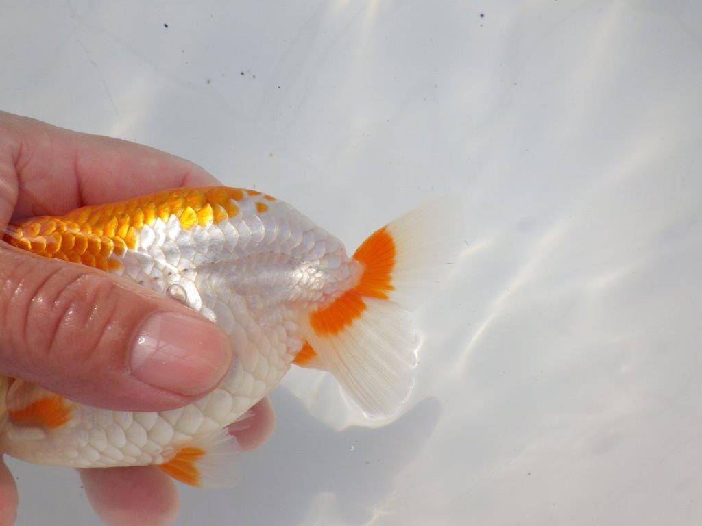 【 志摩紅鱗会所属ブリーダーN.M様 当歳らんちゅう】迫力あり! 約14,5㎝  メス?