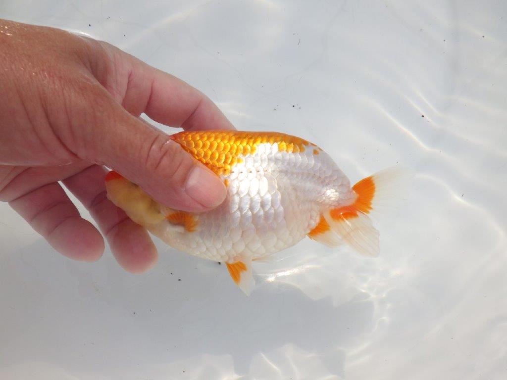 【 志摩紅鱗会所属ブリーダーN.M様 当歳らんちゅう】迫力あり! 約14,5㎝  メス?