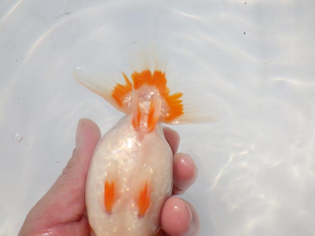 【 志摩紅鱗会所属ブリーダーN.M様 当歳らんちゅう】迫力あり! 約14,5㎝  メス?