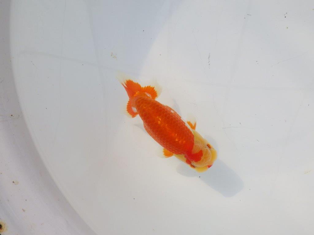 【 志摩紅鱗会所属ブリーダーN.M様 当歳らんちゅう】艶があり美しい! 約13㎝  オス?