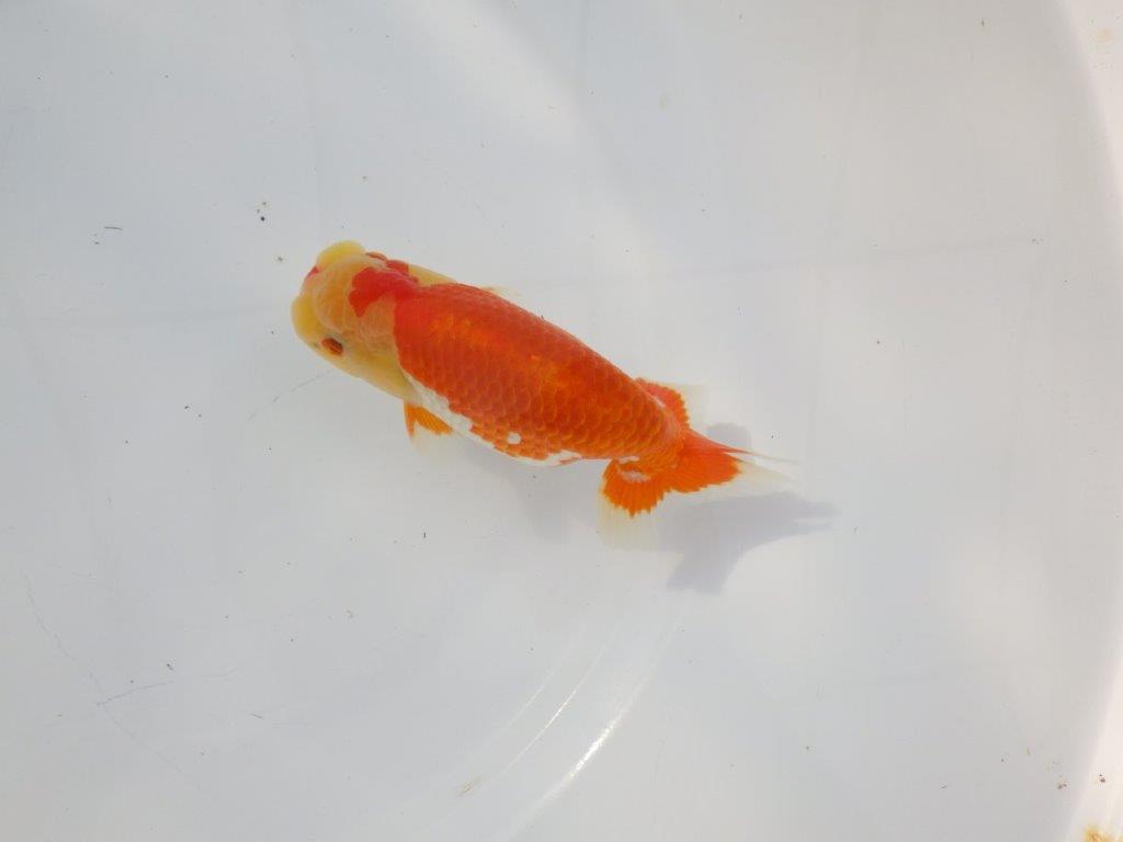 【 志摩紅鱗会所属ブリーダーN.M様 当歳らんちゅう】艶があり美しい! 約13㎝  オス?