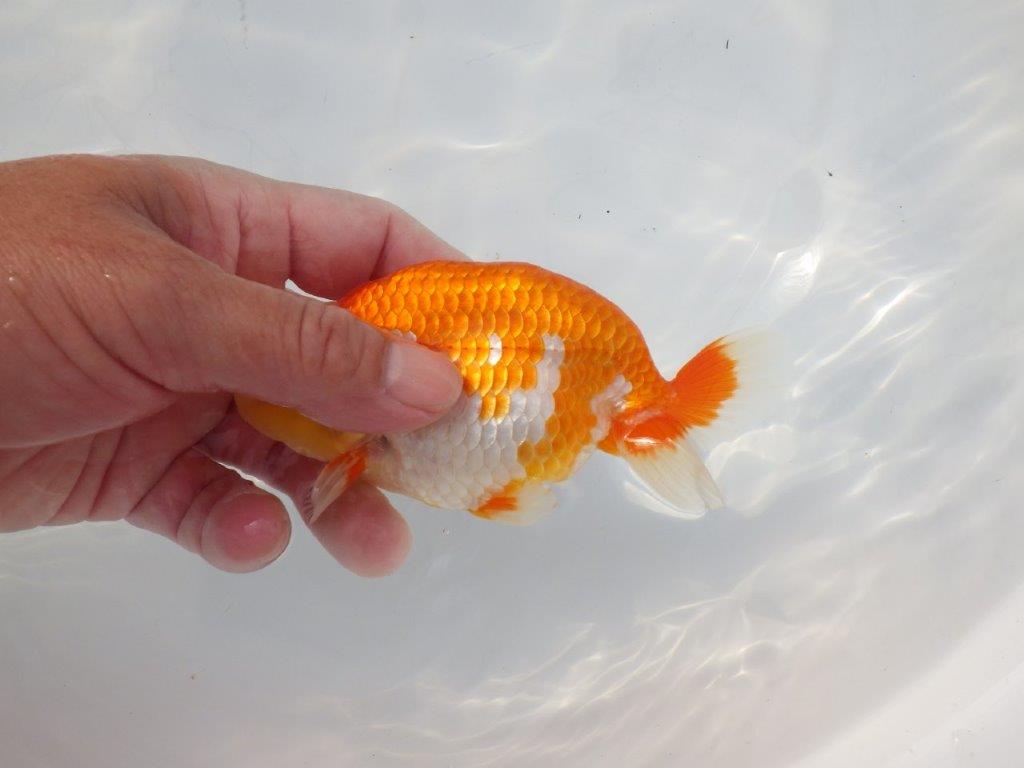 【 志摩紅鱗会所属ブリーダーN.M様 当歳らんちゅう】艶があり美しい! 約13㎝  オス?