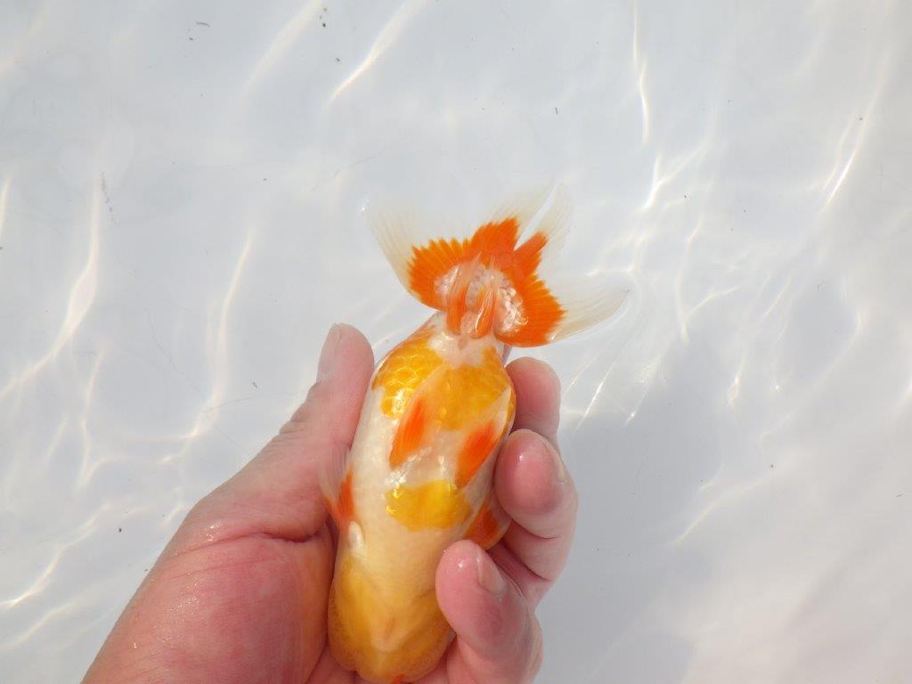 【 志摩紅鱗会所属ブリーダーN.M様 当歳らんちゅう】艶があり美しい! 約13㎝  オス?