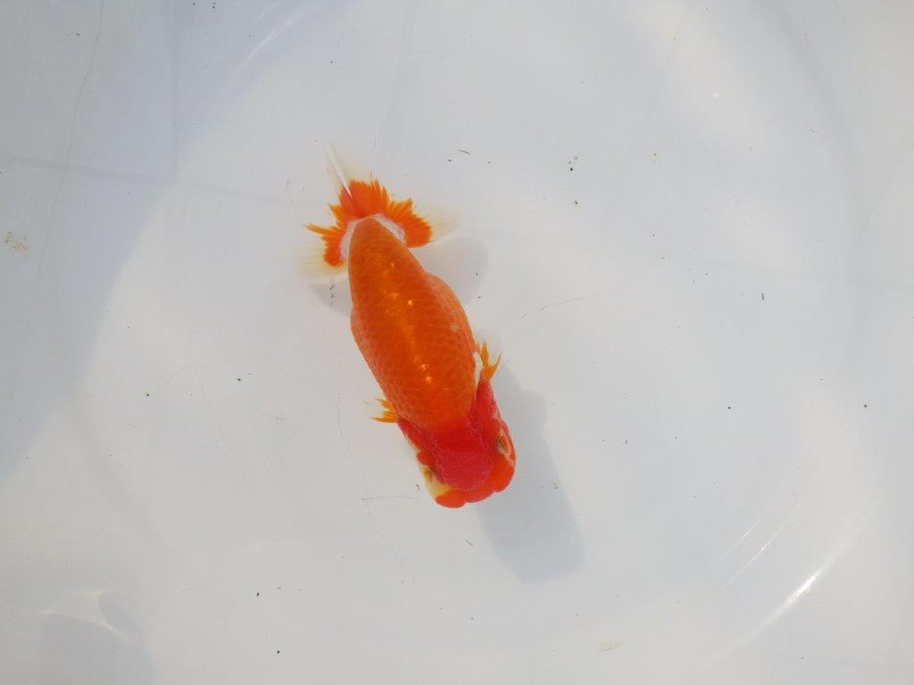 【 志摩紅鱗会所属ブリーダーＮ．Ｍ様　当歳らんちゅう】飼い込みお勧め！　約13㎝  オス？