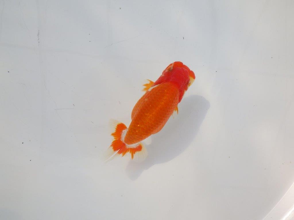 【 志摩紅鱗会所属ブリーダーＮ．Ｍ様　当歳らんちゅう】飼い込みお勧め！　約13㎝  オス？