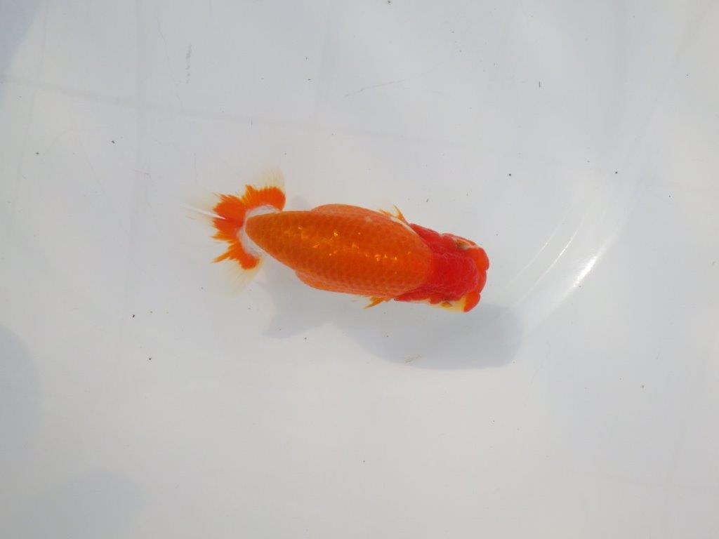 【 志摩紅鱗会所属ブリーダーＮ．Ｍ様　当歳らんちゅう】飼い込みお勧め！　約13㎝  オス？