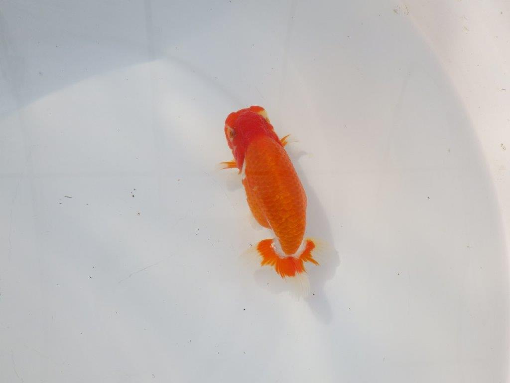 【 志摩紅鱗会所属ブリーダーＮ．Ｍ様　当歳らんちゅう】飼い込みお勧め！　約13㎝  オス？