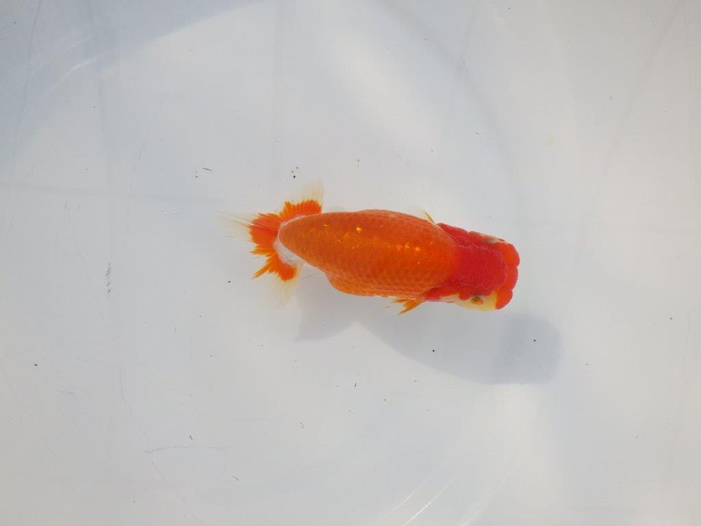 【 志摩紅鱗会所属ブリーダーＮ．Ｍ様　当歳らんちゅう】飼い込みお勧め！　約13㎝  オス？