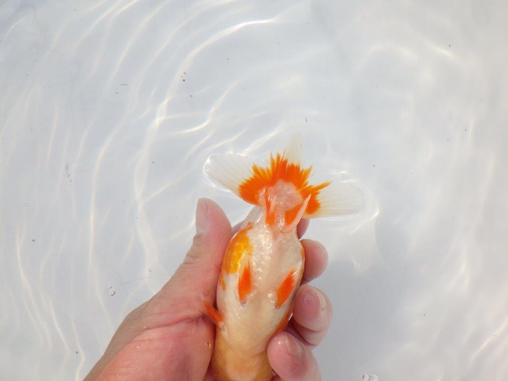 【 志摩紅鱗会所属ブリーダーＮ．Ｍ様　当歳らんちゅう】飼い込みお勧め！　約13㎝  オス？