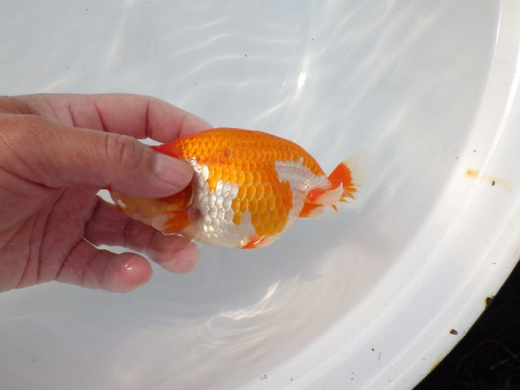 【 志摩紅鱗会所属ブリーダーＮ．Ｍ様　当歳らんちゅう】飼い込みお勧め！　約13㎝  オス？