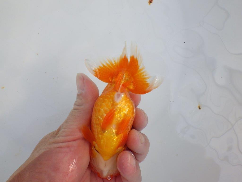 【 志摩紅鱗会所属ブリーダーY様　当歳らんちゅう】タネにお勧め！　約12,5㎝  オス？