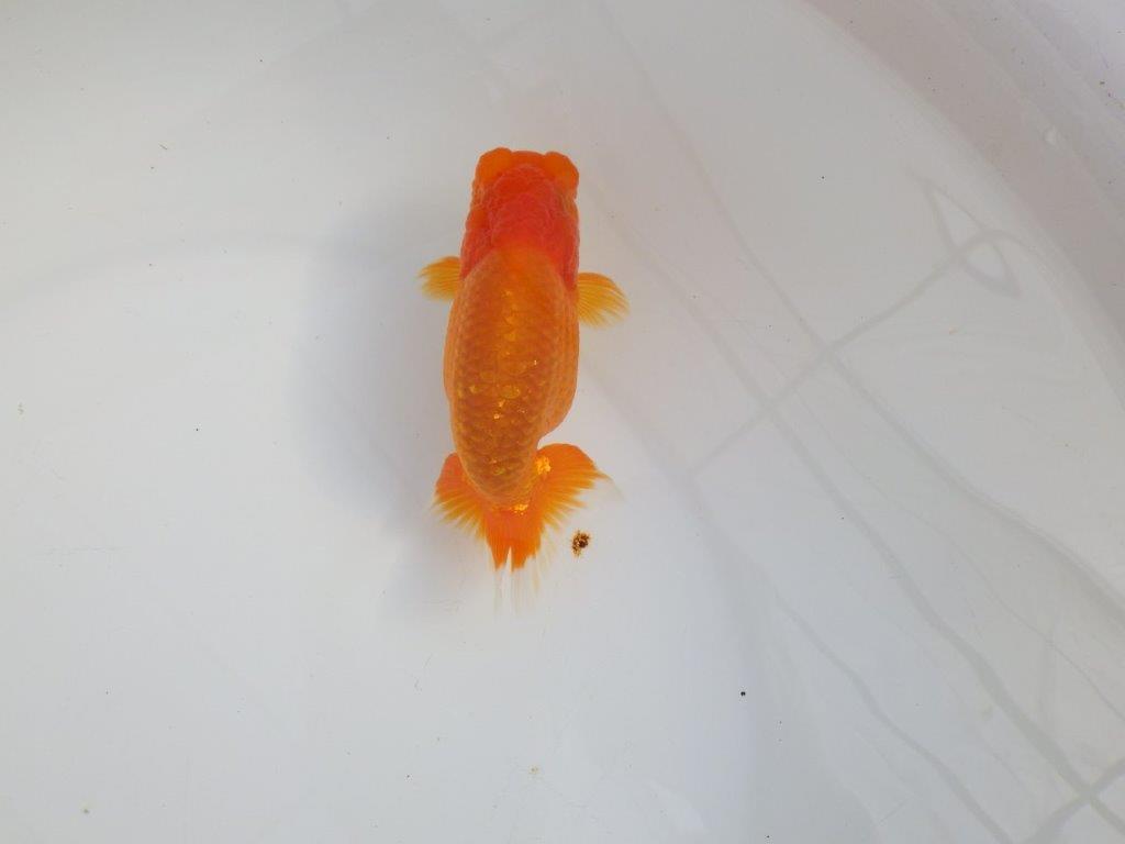 【 志摩紅鱗会所属ブリーダーY様　当歳らんちゅう】タネにお勧め！　約12,5㎝  オス？