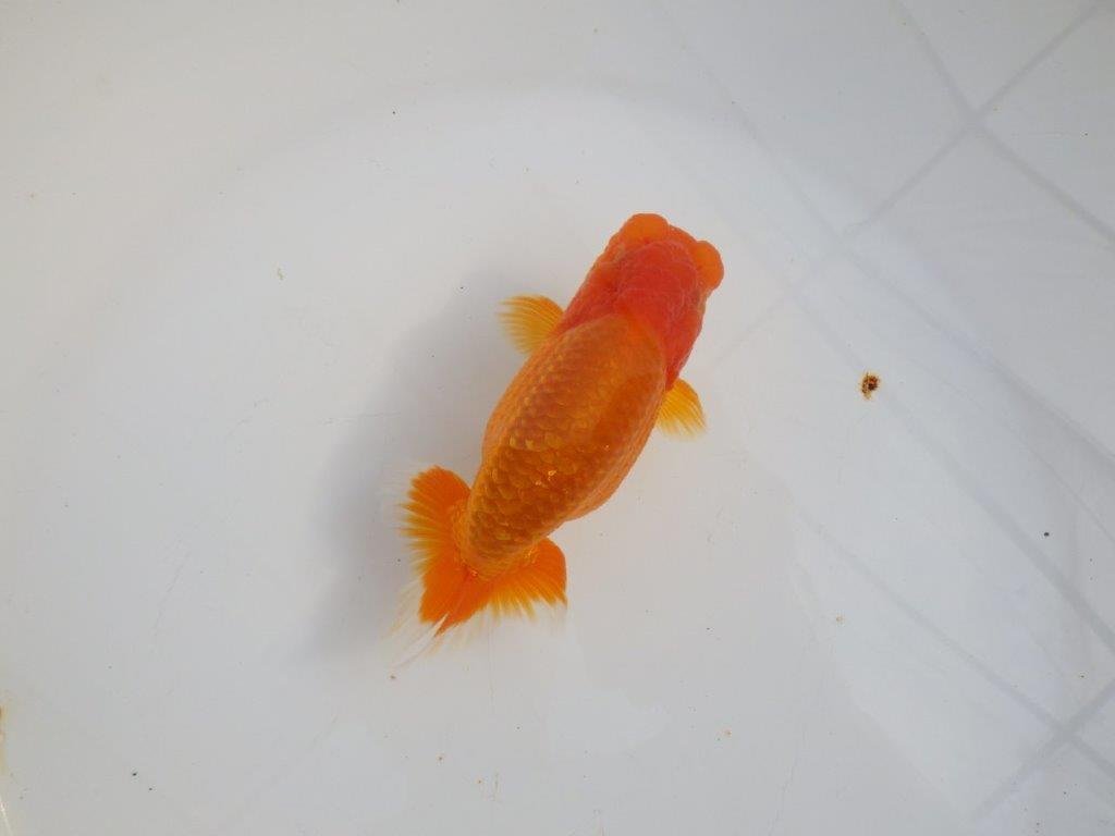 【 志摩紅鱗会所属ブリーダーY様　当歳らんちゅう】タネにお勧め！　約12,5㎝  オス？