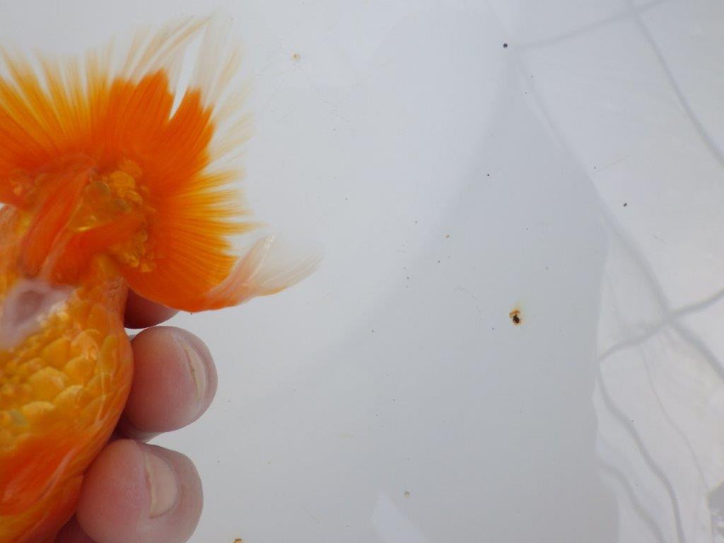 【 志摩紅鱗会所属ブリーダーY様　当歳らんちゅう】タネにお勧め！　約12,5㎝  オス？