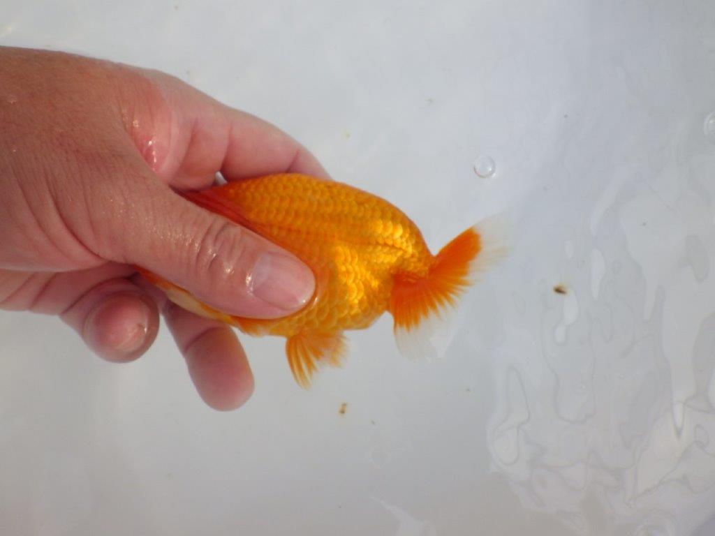 【 志摩紅鱗会所属ブリーダーY様　当歳らんちゅう】タネにお勧め！　約12,5㎝  オス？