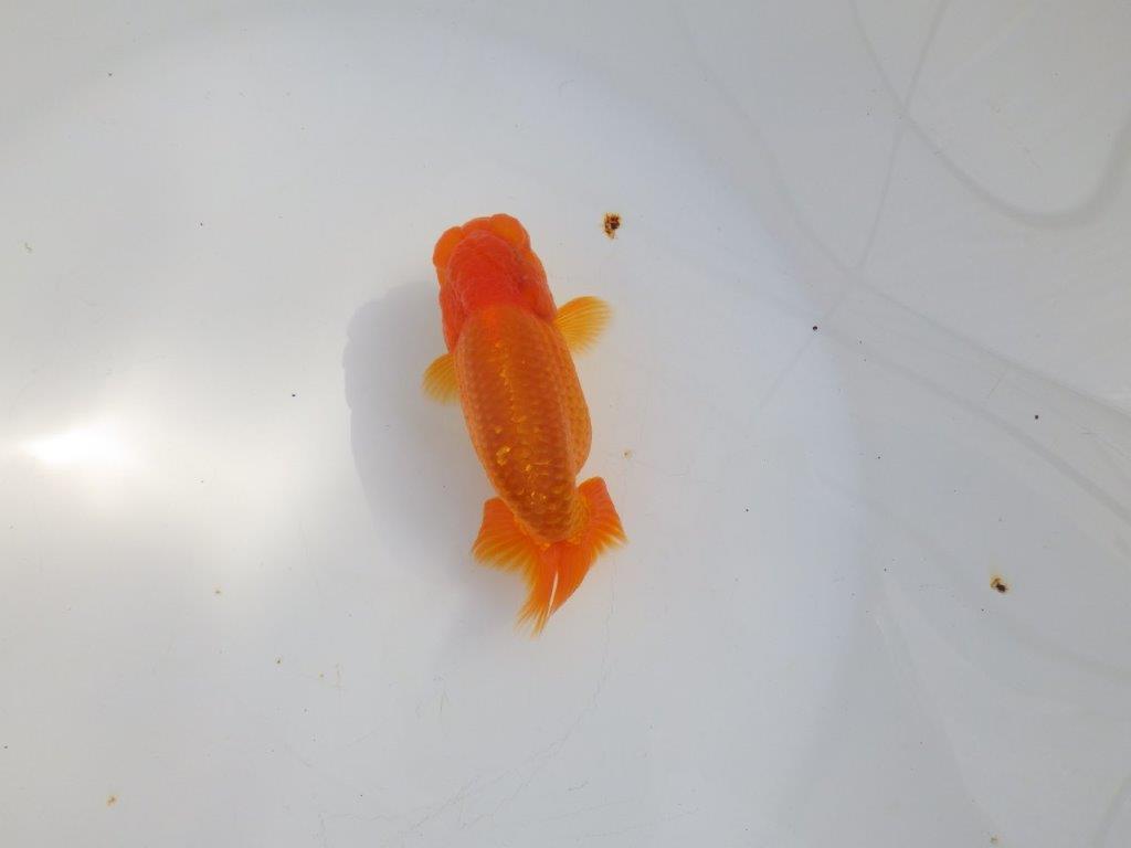 【 志摩紅鱗会所属ブリーダーY様 当歳らんちゅう】雰囲気が良い! 約11,5㎝  オス?