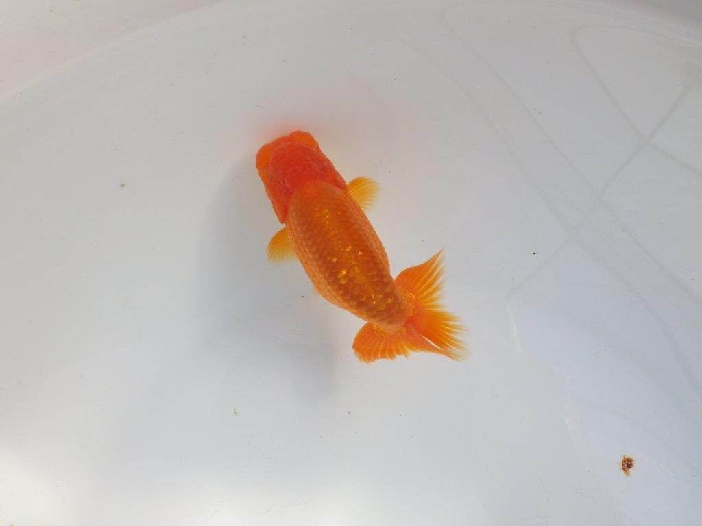 【 志摩紅鱗会所属ブリーダーY様 当歳らんちゅう】雰囲気が良い! 約11,5㎝  オス?