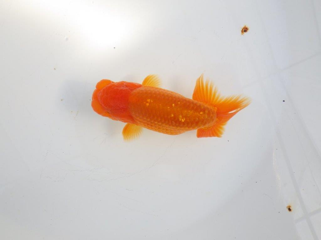 【 志摩紅鱗会所属ブリーダーY様 当歳らんちゅう】雰囲気が良い! 約11,5㎝  オス?