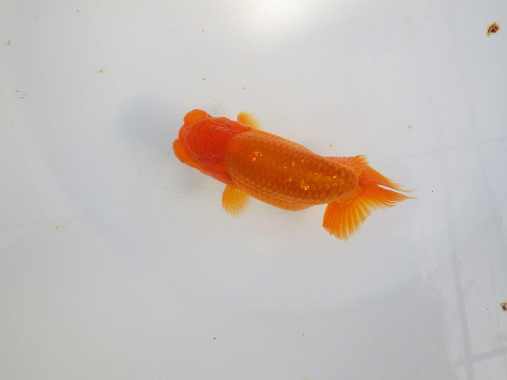 【 志摩紅鱗会所属ブリーダーY様 当歳らんちゅう】雰囲気が良い! 約11,5㎝  オス?