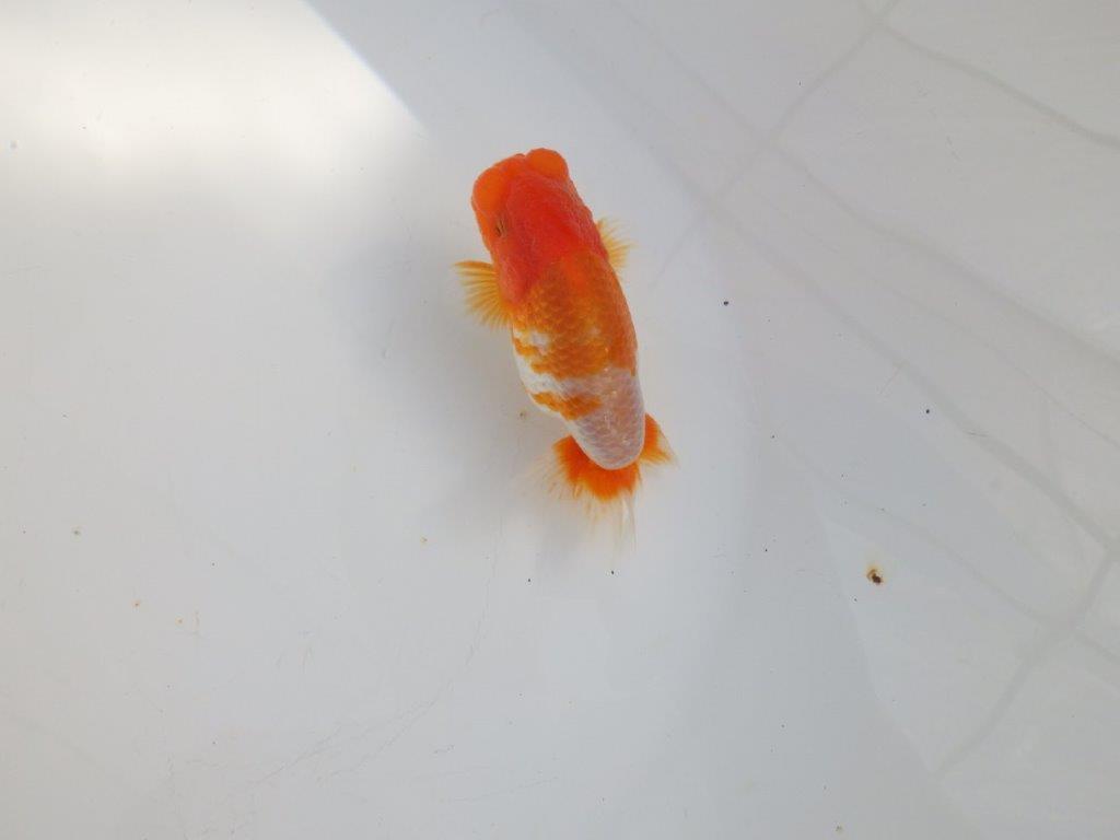 【 志摩紅鱗会所属ブリーダーY様 当歳らんちゅう】柄も良く背のラインも綺麗! 約11,5㎝  オス?