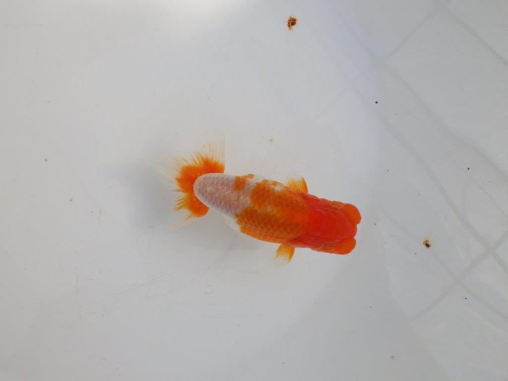 【 志摩紅鱗会所属ブリーダーY様 当歳らんちゅう】柄も良く背のラインも綺麗! 約11,5㎝  オス?