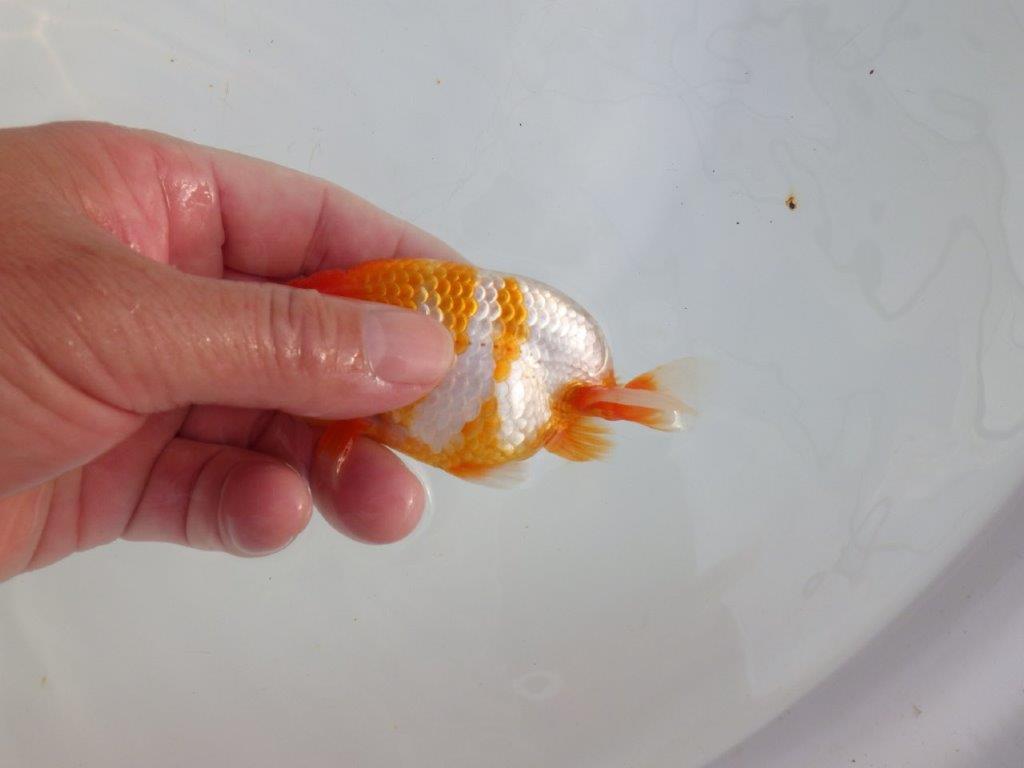 【 志摩紅鱗会所属ブリーダーY様 当歳らんちゅう】柄も良く背のラインも綺麗! 約11,5㎝  オス?