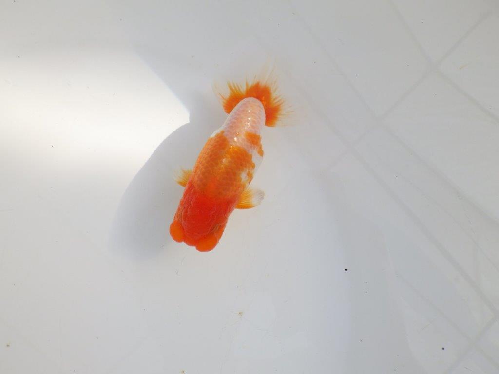 【 志摩紅鱗会所属ブリーダーY様 当歳らんちゅう】柄も良く背のラインも綺麗! 約11,5㎝  オス?