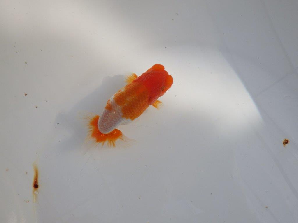 【 志摩紅鱗会所属ブリーダーY様 当歳らんちゅう】柄も良く背のラインも綺麗! 約11,5㎝  オス?