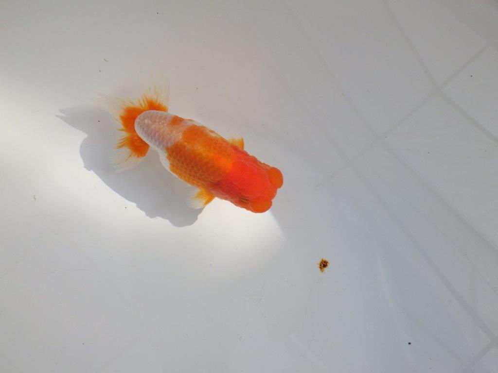 【 志摩紅鱗会所属ブリーダーY様 当歳らんちゅう】柄も良く背のラインも綺麗! 約11,5㎝  オス?