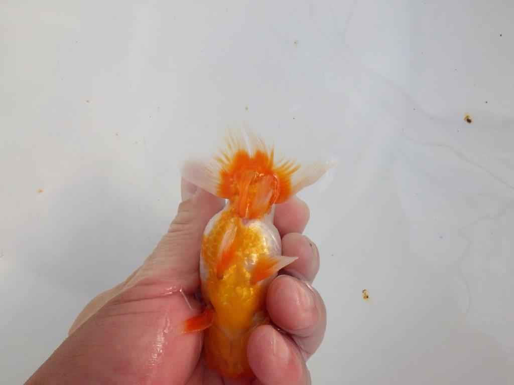 【 志摩紅鱗会所属ブリーダーY様 当歳らんちゅう】柄も良く背のラインも綺麗! 約11,5㎝  オス?