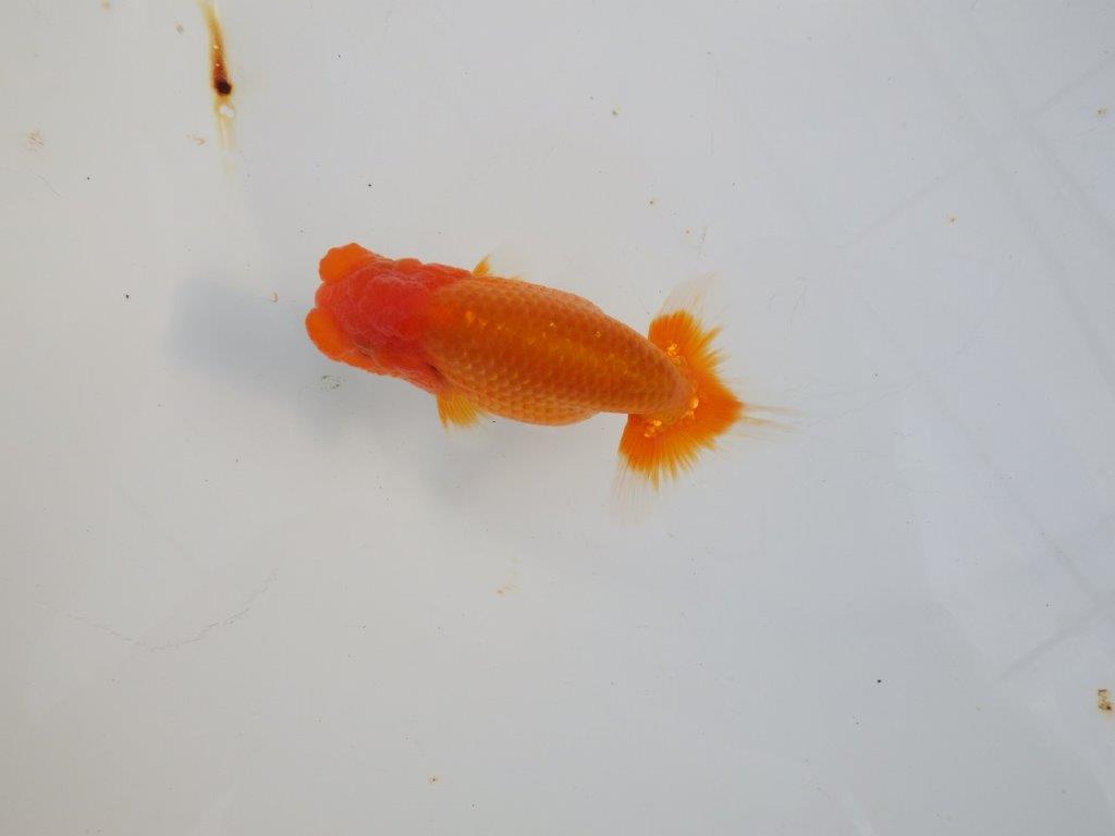 【 志摩紅鱗会所属ブリーダーY様　当歳らんちゅう】今後に期待！　約11,5㎝  オス？